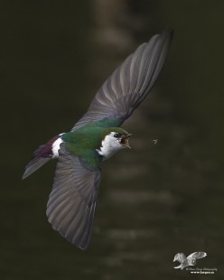 Foothills Marsh (Violet-Green Swallow)