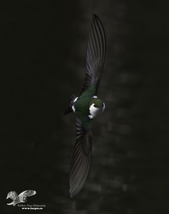 Vertical Bank (Violet-Green Swallow)