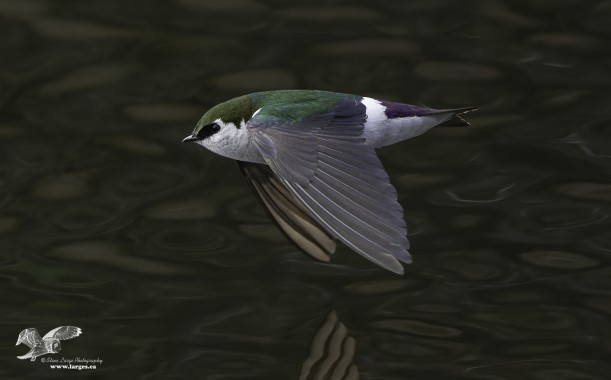 Skimming The Surface (Violet-Green Swallow)
