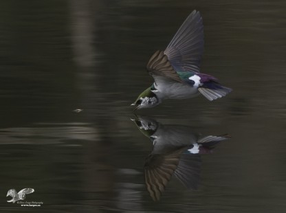 On Target (Violet-Green Swallow)