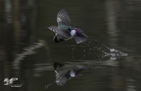 Not Always Successful (Violet-Green Swallow)