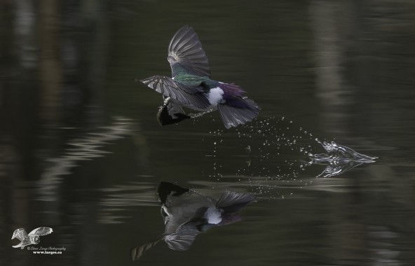 Not Always Successful (Violet-Green Swallow)