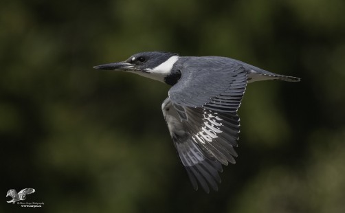 Sunny Day Kingfisher (Belted Kingfisher)