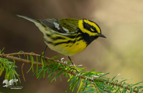 First of The Season (Townsend's Warbler)