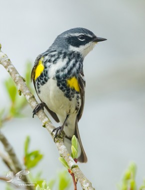 The other Type of Yellow Rump (Myrtle Warbler)