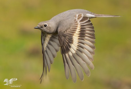 I Promised (Townsend's Solitaire)