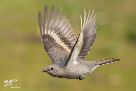 I Promised #2 (Townsend's Solitaire)