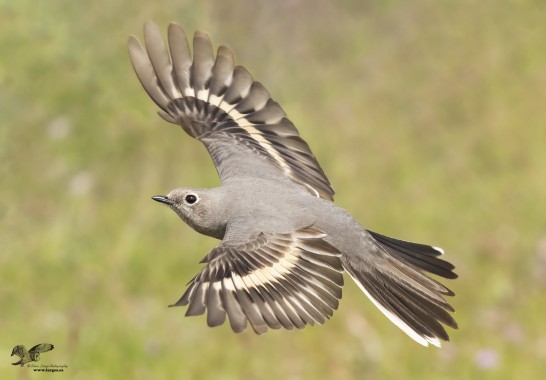 Oops! Forgot This One (Townsend's Solitaire)