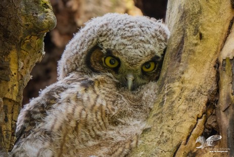 I'm Keeping My Eye on You (Horned Owlet)