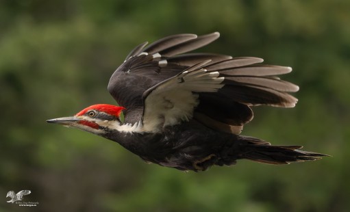 Oliver Woods Pileated Woodpecker