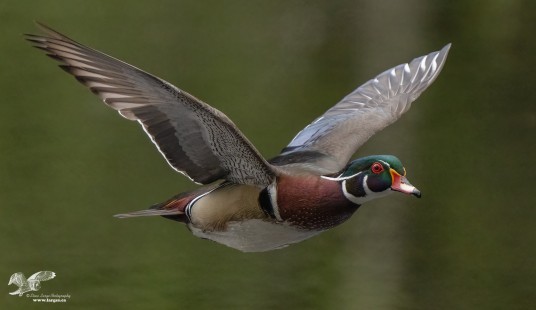 Wood Duck on The Wing
