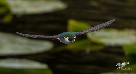 Flying at The Camera (Violet-Green Swallow)