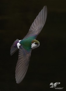 Nice Dorsal View (Violet-Green Swallow)