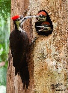 Neck Point Pileated Woodpeckers
