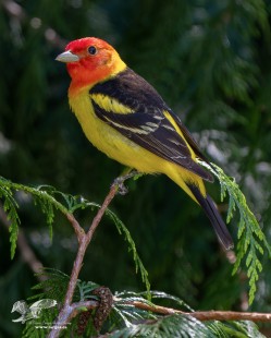 Afternoon with "Mr. T" (Western Tanager)
