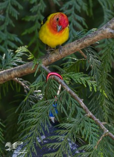 What is That Thing? (Western Tanager)