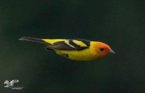 Tanager Torpedo (Western Tanager)