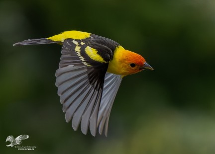 Western Tanager in Flight