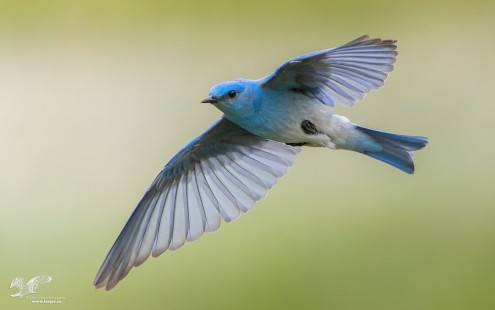 Bluebird Glide (Mountain Bluebird)