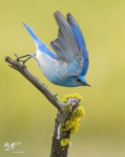 Bluebird Jump (Mountain Bluebird)