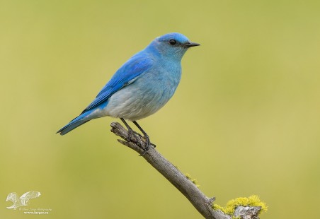 Bluebird Male on Natural Perch