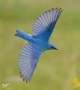 One Last Bluebird Flight Shot (Male Mountain Bluebird)