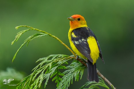 Tanager Morning (Western Tanager)
