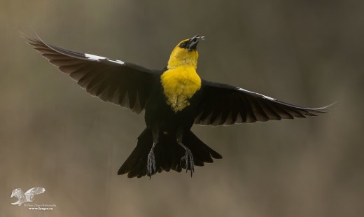 Quick Snack (Yellow-Headed Blackbird)