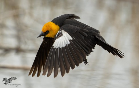Down Stroke (Yellow-Headed Blackbird)