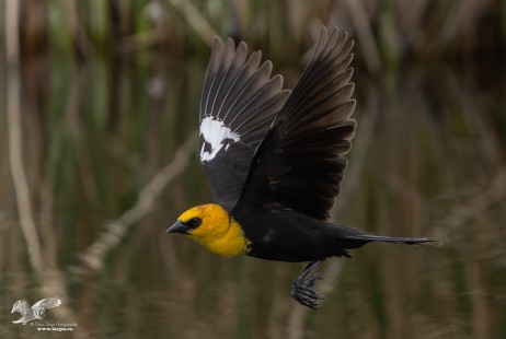 Yellow-Headed Blackbird in Flight
