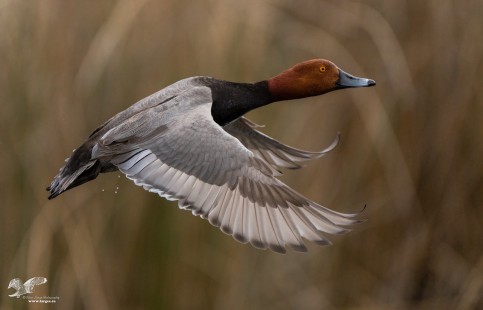 Red Head Duck Liftoff