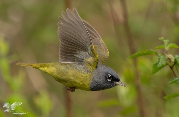 MacGillivrays Warbler in Flight