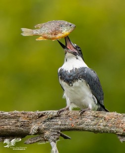 Prize Catch (Belted Kingfisher)