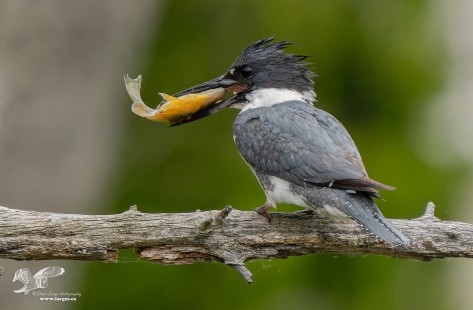 Belted Kingfisher With Fish