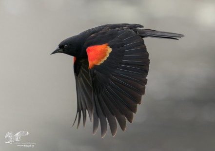 Focus Test (Red-Winged Blackbird)