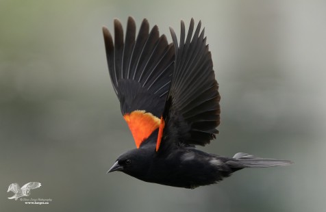 Focus Test - WIngs Up (Red-Winged Blackbird)