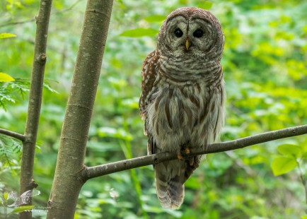 Out on a Limb (Barred Owl)