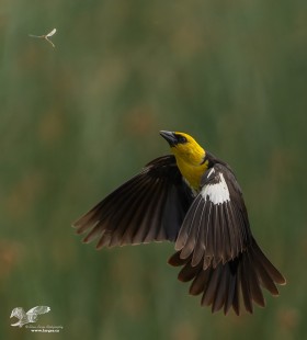Reaching For The Prize (Yellow-Headed Blackbird)
