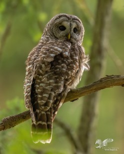 Focus Test (Barred Owl)