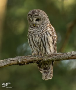 Hunting For Snakes (Barred Owl)