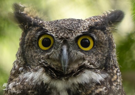 Horned Owl Portrait