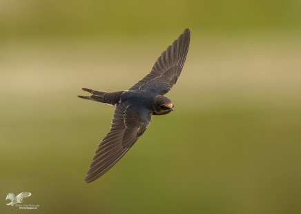 Banking To The Right (Barn Swallow)