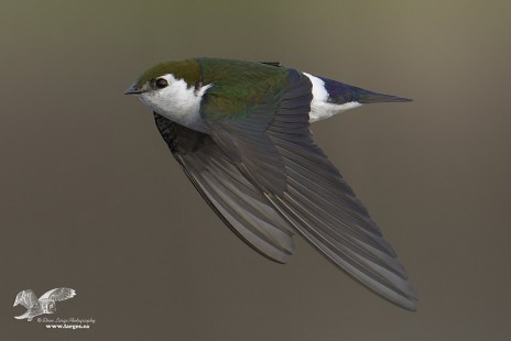 Missed This One (Violet Green Swallow)