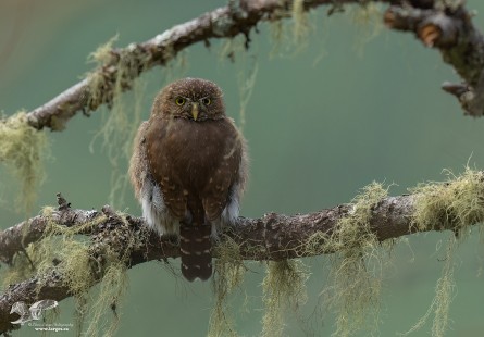 Hiding in The Spanish Moss (Northern Pygmy Owl)