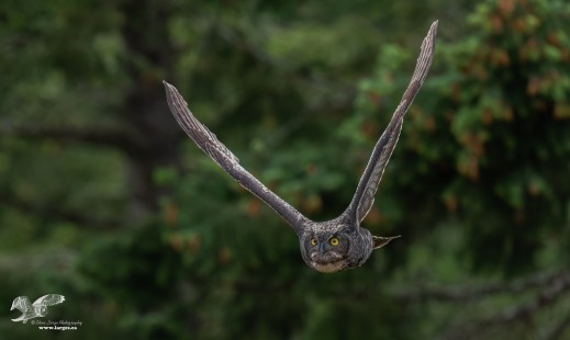 Wings Up Coming at The Camera (Great Horned Owl)