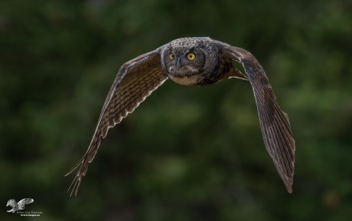 Flying Close - Wings Down (Great Horned Owl)