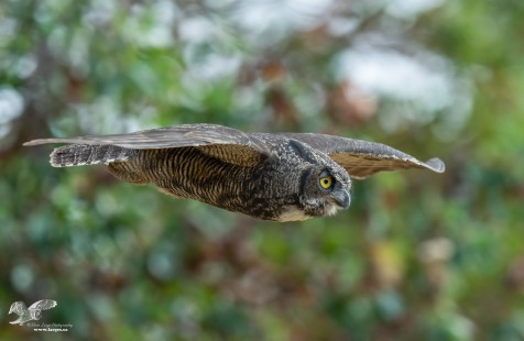 Horned Owl Glide (Great Horned Owl)
