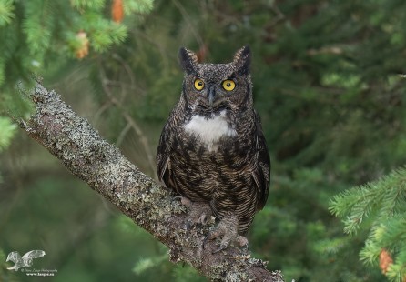 Keeping a Lookout (Great Horned Owl)