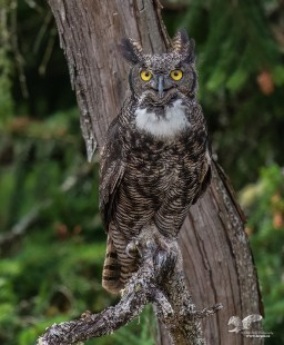 Looking Right at Me (Great Horned Owl)