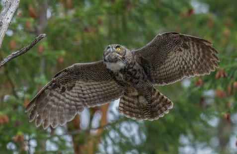 Heading For a Higher Perch (Great Horned Owl)